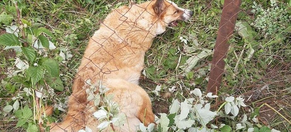 Собака, что давит кур, угодила в ловушку. Но по звонку ЕДДС прибыл участковый и отпустил псину