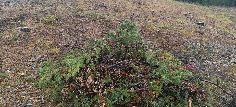 На пруду спилили сосны. И другие картинки с городского водохранилища