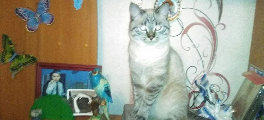 Собаки Павловой разорвали кота Чимина, который сидел на подоконнике первого этажа. Хозяйка говорит, псы не ее