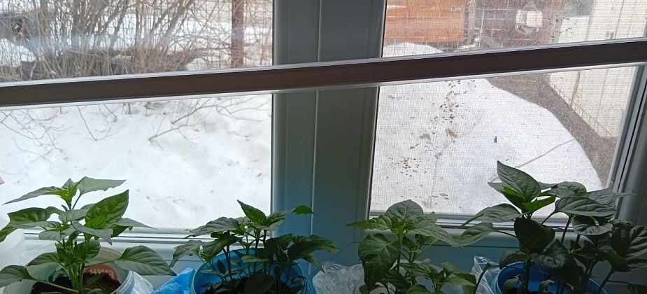 Помидоры проворонила, вытянулись. Перцы отлично растут без пикировки