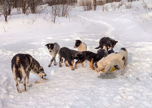 В Североуральске ищут ловцов собак