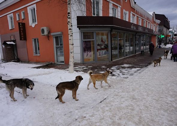Суд Североуральска обязал Валентину Павлову удалить собак из квартиры