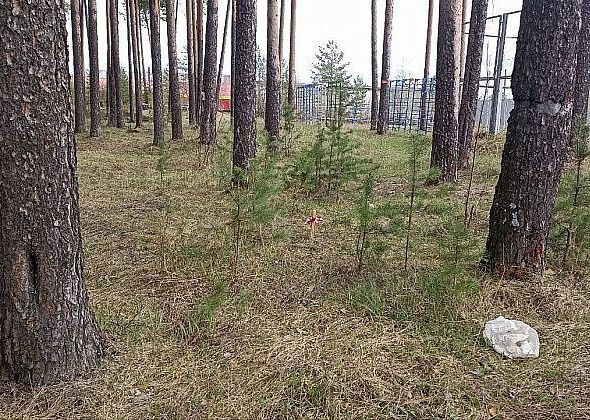 Горожанин недоволен вырубкой 40 сосен в больничном лесу: "Семь раз отмерьте и стройте"