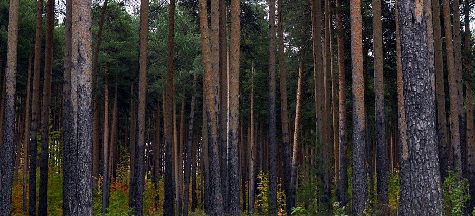 Стихотворение-притча от кальинца Валерия Костина