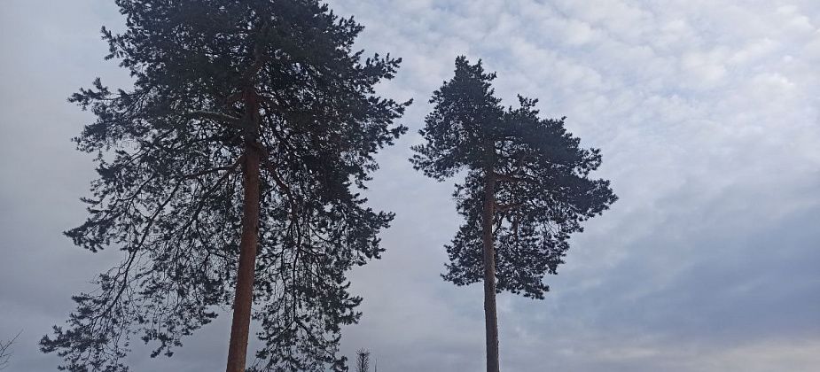 Приметы на 15 марта. Не гуляем на ветру, покупаем красную герань