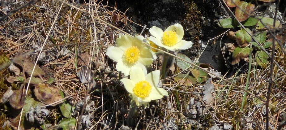 Апрельская рапсодия весны