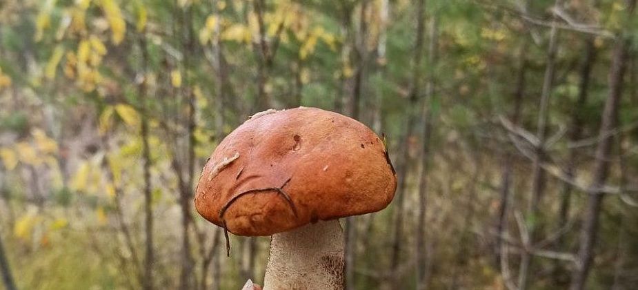 Сентябрь на исходе, а грибы в лесу еще попадаются (фотофакт)