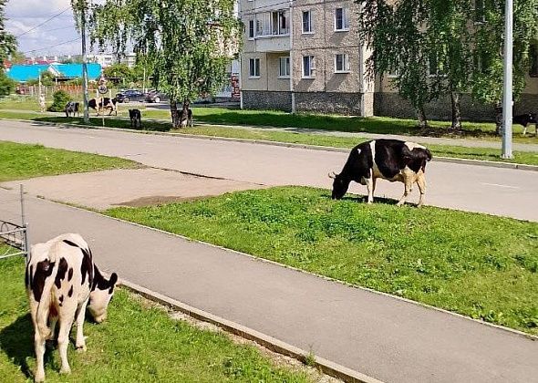 Стихи. Валерий Костин: Коровы гуляют на детских площадках...