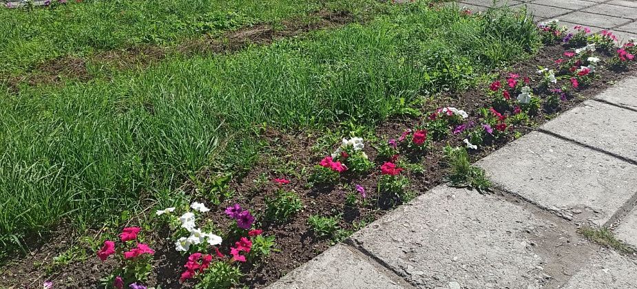 На озеленение клумб в городе и поселках администрация готова потратить 2 миллиона рублей