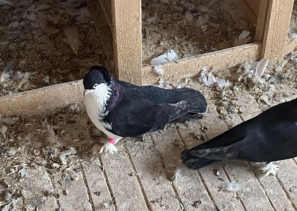 Соседка разводит голубей на лестничной площадке. А убирать дерьмо кто будет?