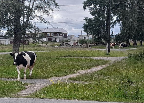 Проблема безнадзорных коров в поселке Калья: жители борются за чистоту, но власти не реагируют