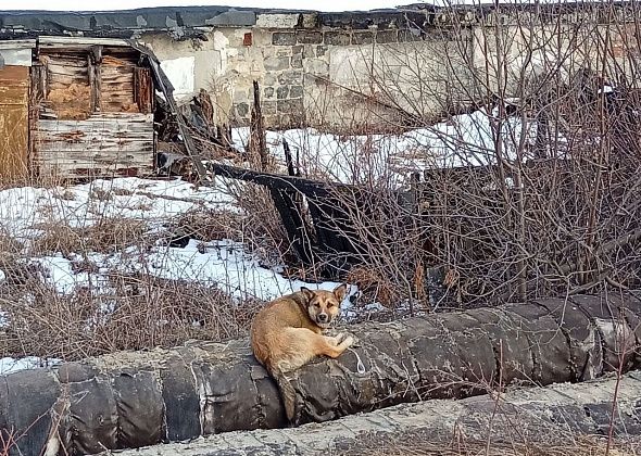 В городе и поселках 2 декабря начался отлов собак. Позаботьтесь о своих питомцах