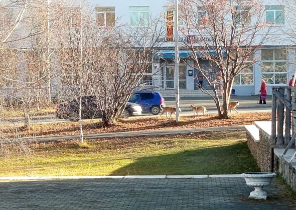 Стая бродячих собак у бассейна “Нептун” пугает детей. Родители беспокоятся за их безопасность