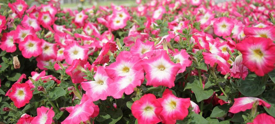 Почти 2 миллиона рублей за услуги по озеленению городских территорий