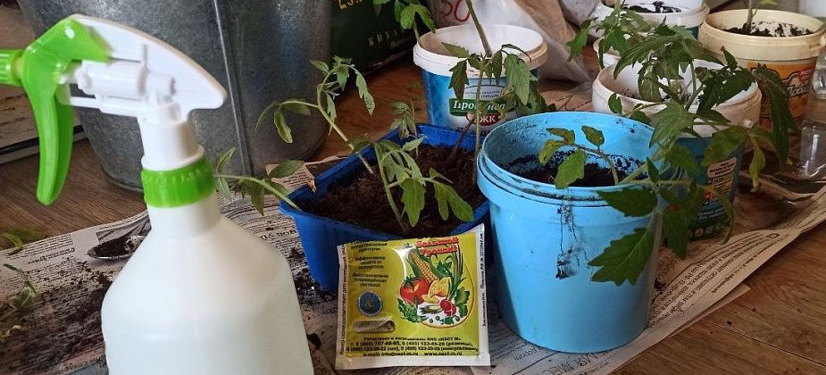 На внутренней части листьев появились белые пупырышки. Полечила, подкормила