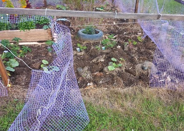 Письмо. Как привлечь хозяина бродящих по Калье коров к ответственности?