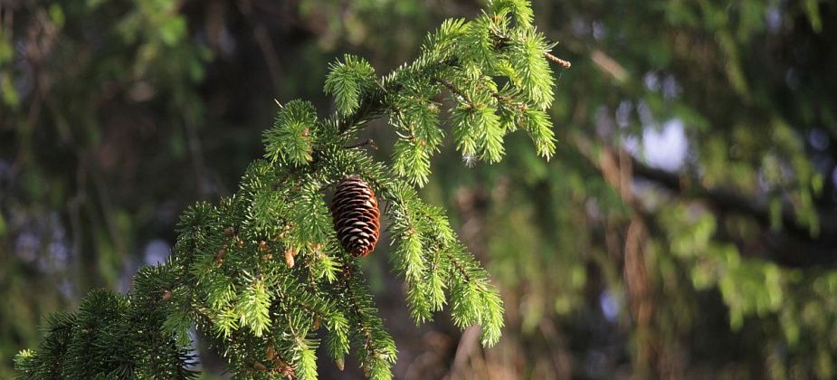 Предновогодняя афиша ДК “Современник” - мероприятия для детей и взрослых