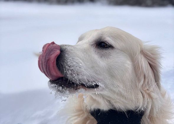 Пожар на Загородной. 10 минут, чтобы спасти 4 жизни. Пес принял огонь на себя…