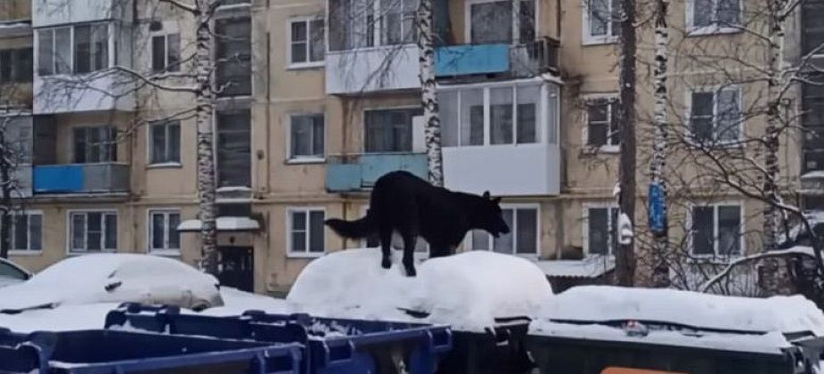 Администрация информирует об отлове животных без владельцев. Их доставят в приют Серова