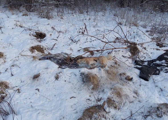 Почти 48 тысяч рублей за "уборку" 19 трупов бесхозных животных планируется потратить из местного бюджета