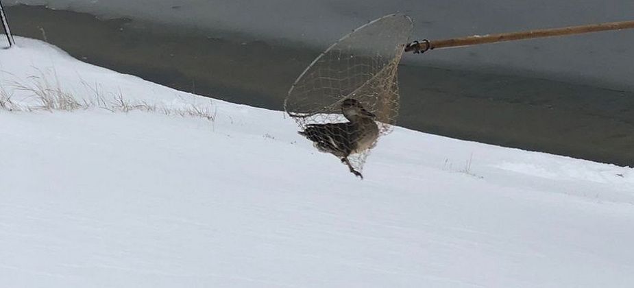 Серая Шейка будет зимовать в частном доме. Уточку приютила жительница Южного