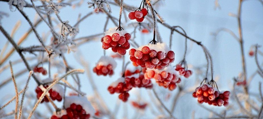 Синоптики обещают небольшое потепление на выходных и отсутствие крепких морозов на следующей неделе 