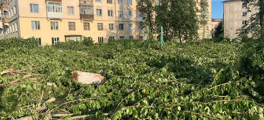 Евгений Куйвашев распорядился заменить все тополя в Екатеринбурге на другие деревья