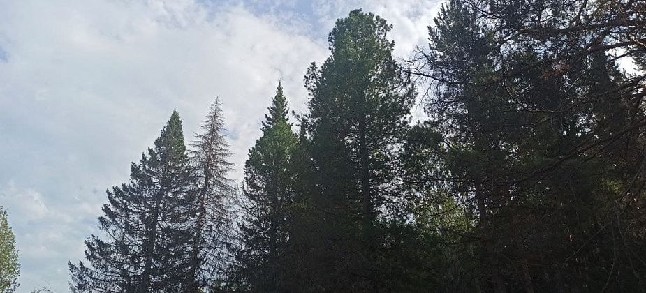 Юрий Якимов: "Можно назвать чудом, что в огненной стихии двое бульдозеристов и лесник остались живы"