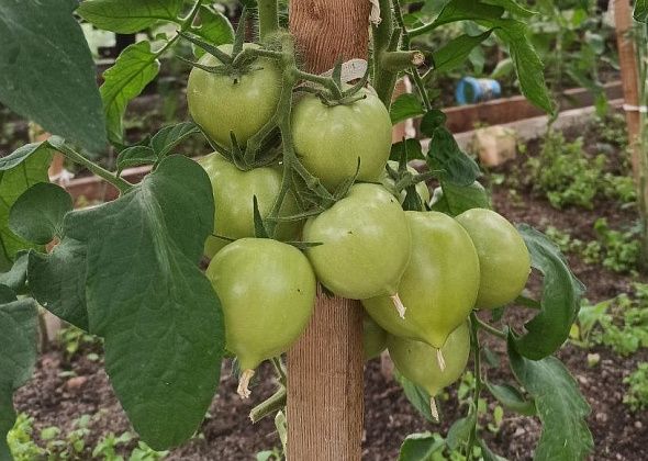 Радуют томаты “Медовые купола”, нынче посаженные впервые