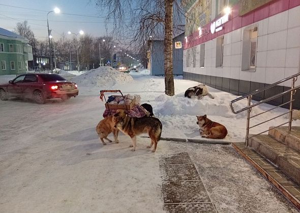 Собаки Павловой пугают прохожих. “Пока найдешь, где спрятаться, обсерешься со страху”