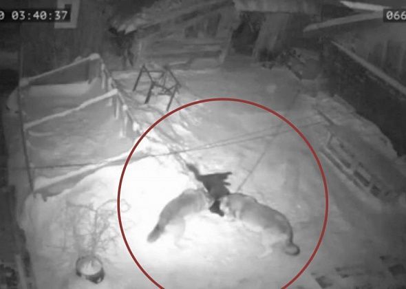 Горожане делятся видео, где волки загрызли хозяйскую собаку. Сообщаем: это видео не из Карпинска