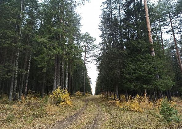 17-летний парень заблудился в лесу. Его разыскивала полиция, но он вышел на дорогу сам 