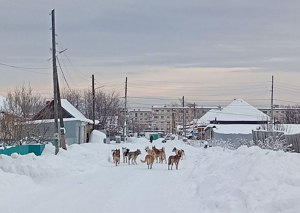 Администрация заплатит 700 тысяч рублей за отлов бездомных собак