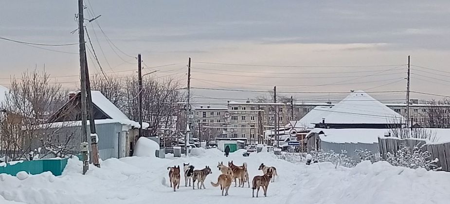 Администрация заплатит 700 тысяч рублей за отлов бездомных собак