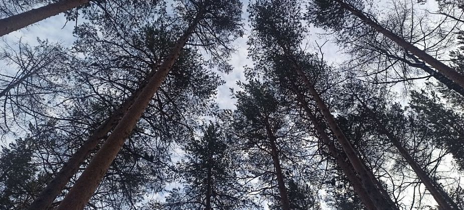 Приметы на 6 января. Раздаем подарки, не пьем алкоголь, не надеваем черное