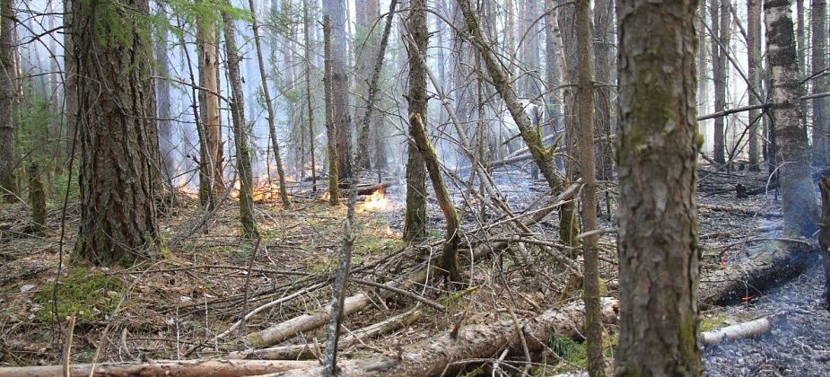 Госдума в десять раз увеличила штрафы за поджоги лесов