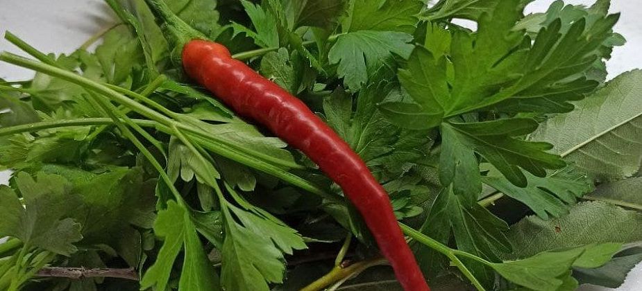 Дачники - о Маринде, Темном лорде и кабачках по-тайландски