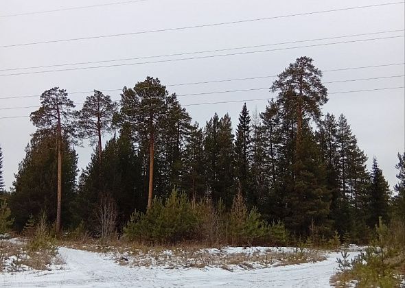 Стихи от Валерия Костина: "Ну нету снега, что поделать?"