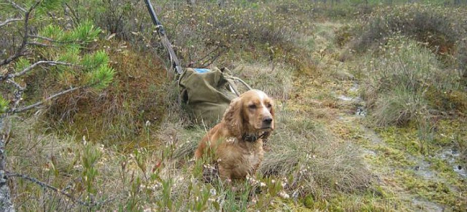 “Проехали по голове, уехали и не извинились”. На Павла Баянова мусоровоз задавил спаниеля Тимошку