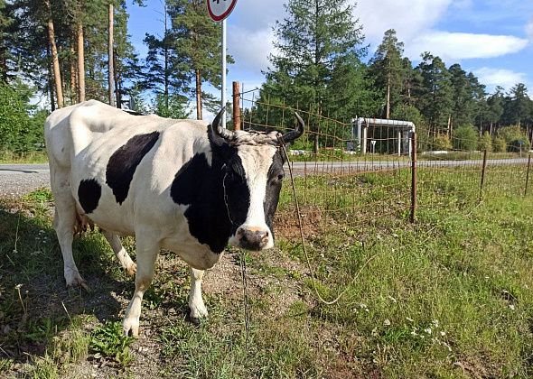 Светлана Миронова – про баню, поезд, бродячих собак и новые требования к владельцам гулящих коров