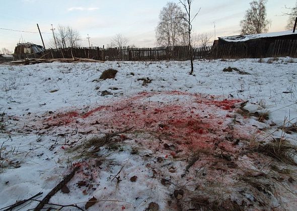 «Ставим капканы». Дмитрий Щукин подтвердил, что собак в заречной части Карпинска растерзали волки