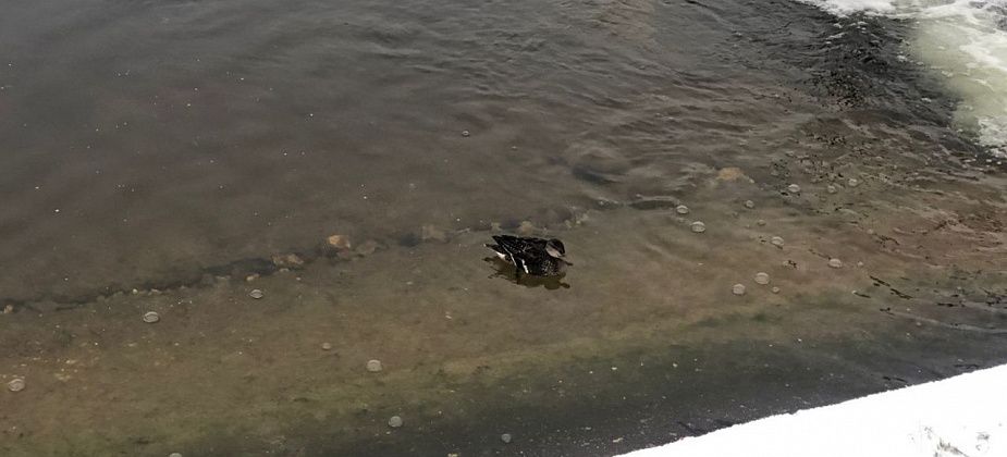 На городском пруду - Серая Шейка. Помогите спасти уточку