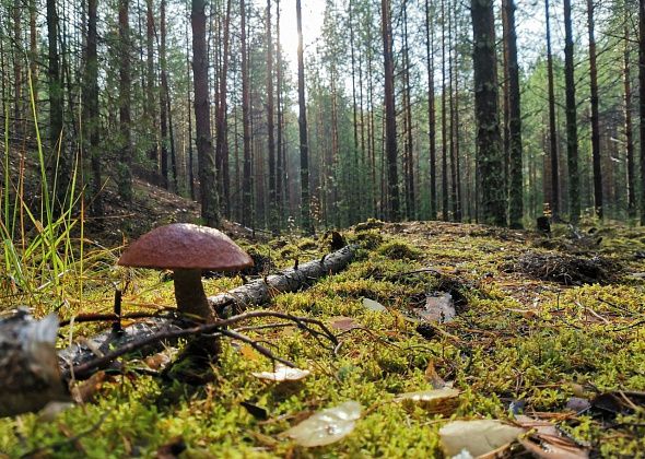 Пенсионера, который поехал по грибы в лес под Североуральском и застрял, нашли сотрудники МЧС