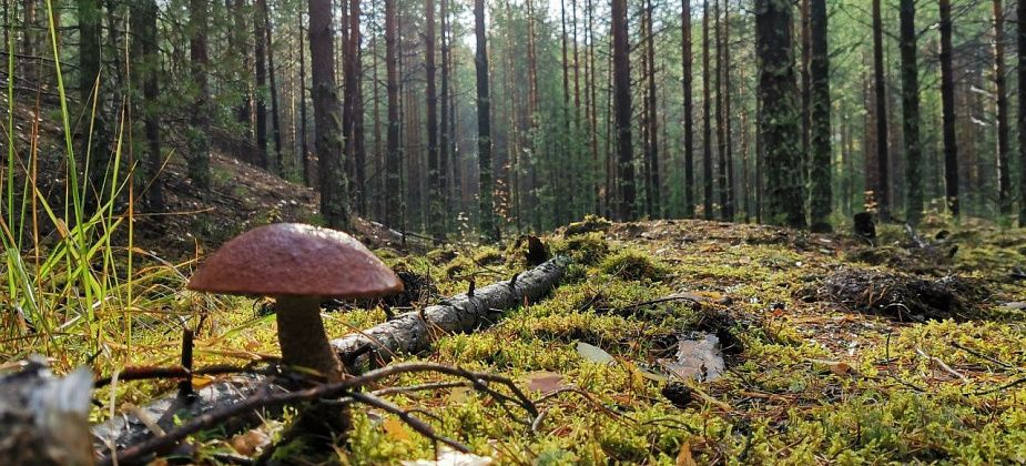 Пенсионера, который поехал по грибы в лес под Североуральском и застрял, нашли сотрудники МЧС