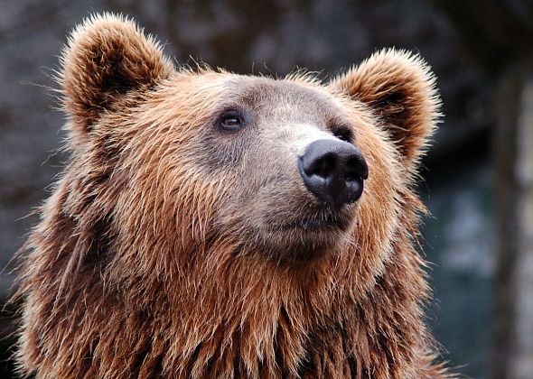 Житель Сосьвы просит североуральцев не подкармливать... медведя: "Он будет ждать, когда ему принесут покушать"