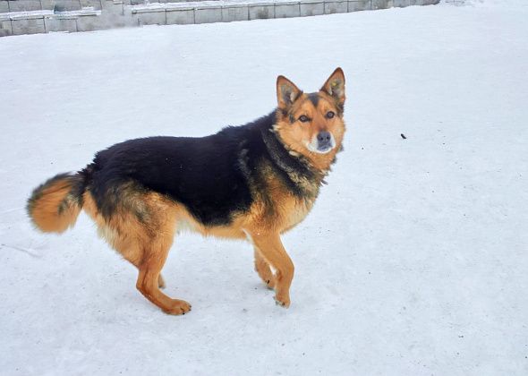 Суд взыскал компенсацию подростку, укушенному бездомной собакой по пути на кружок информатики 