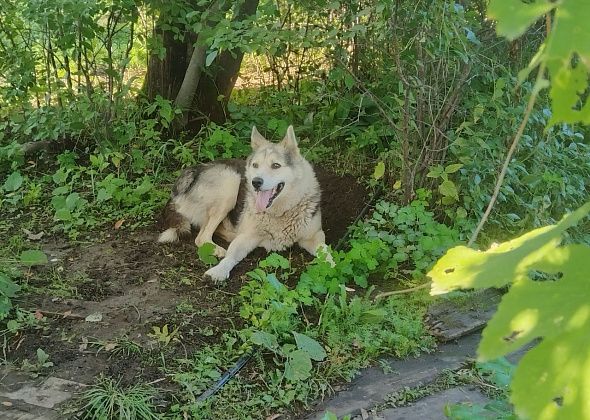 Исповедь пса Барсика: “Мой счастливый билет…” 