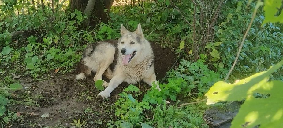 Исповедь пса Барсика: “Мой счастливый билет…” 