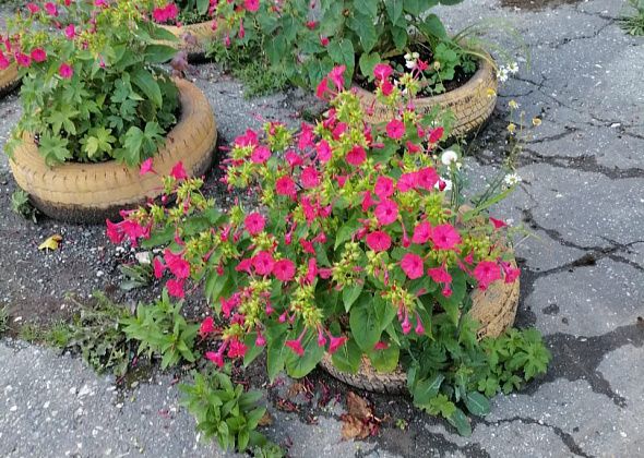 Валентина Ятченко поделилась семенами цветов - чтобы у всех было красиво