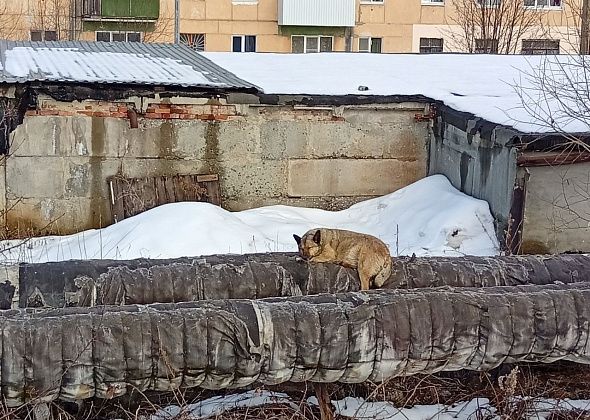 Администрация заключила контракт на отлов собак. С 10 ноября стартует отлов в поселках